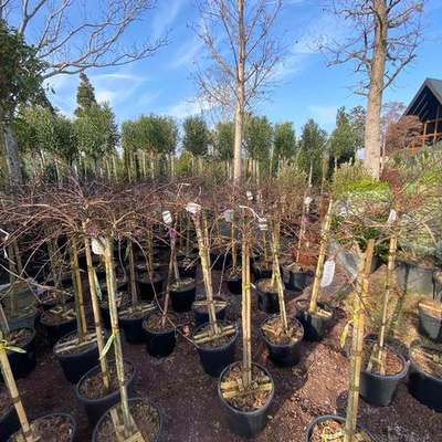 Maple (Acer palmatum, A. negundo, A. platanoides)