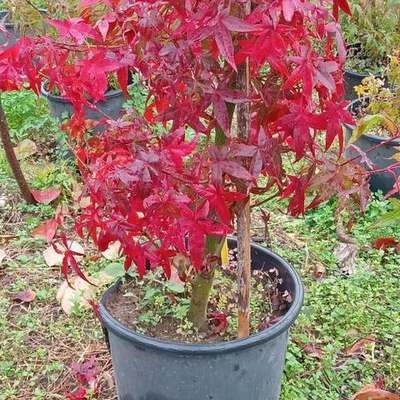 Maple 2