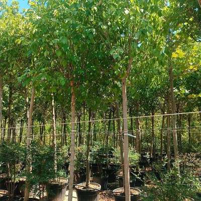 Maple 4