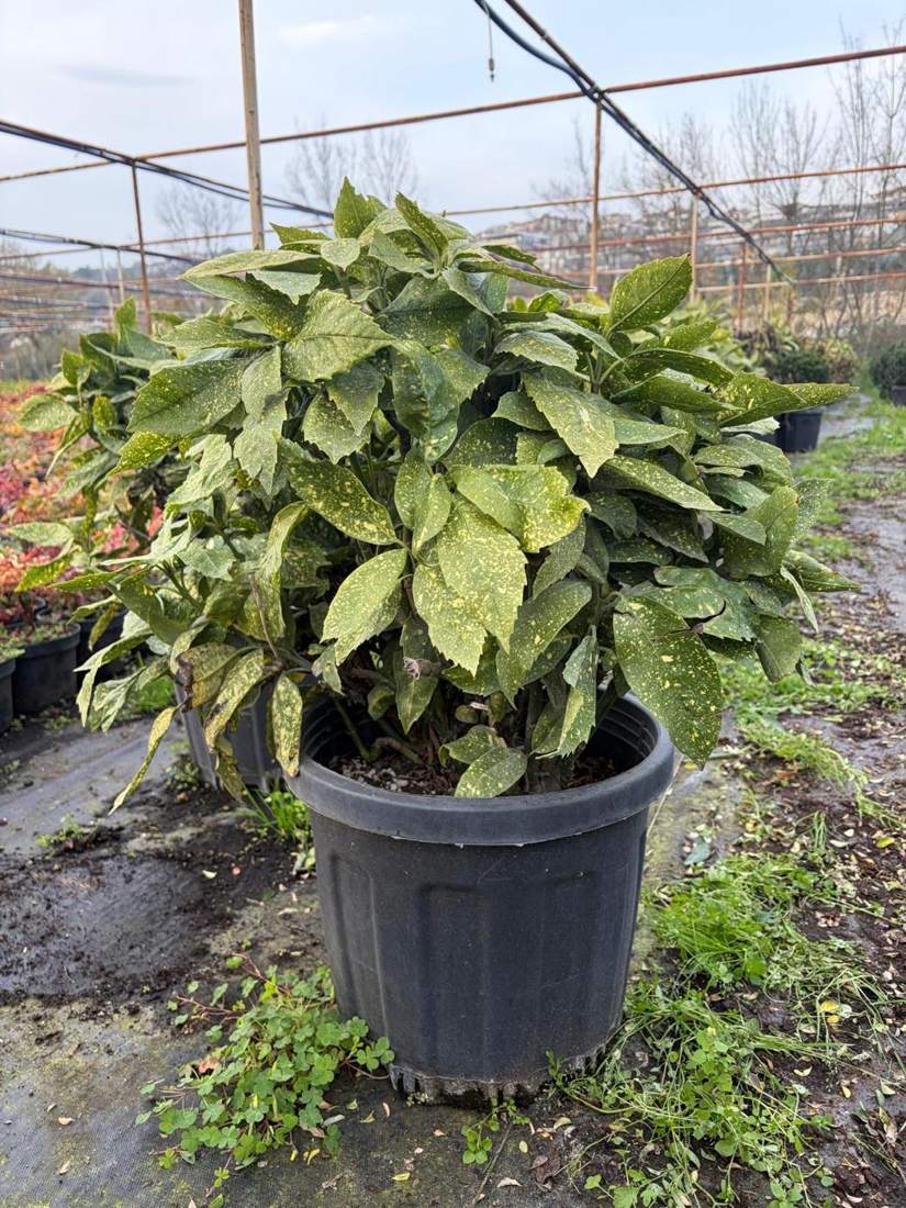 Aucuba (Spotted Laurel) (Aucuba japonica)