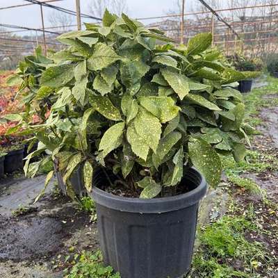 Aucuba (Spotted Laurel) (Aucuba japonica)