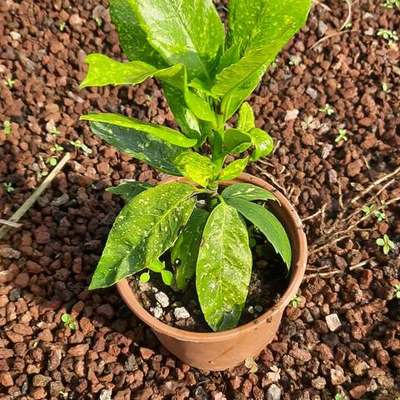 Aucuba (Spotted Laurel) 2