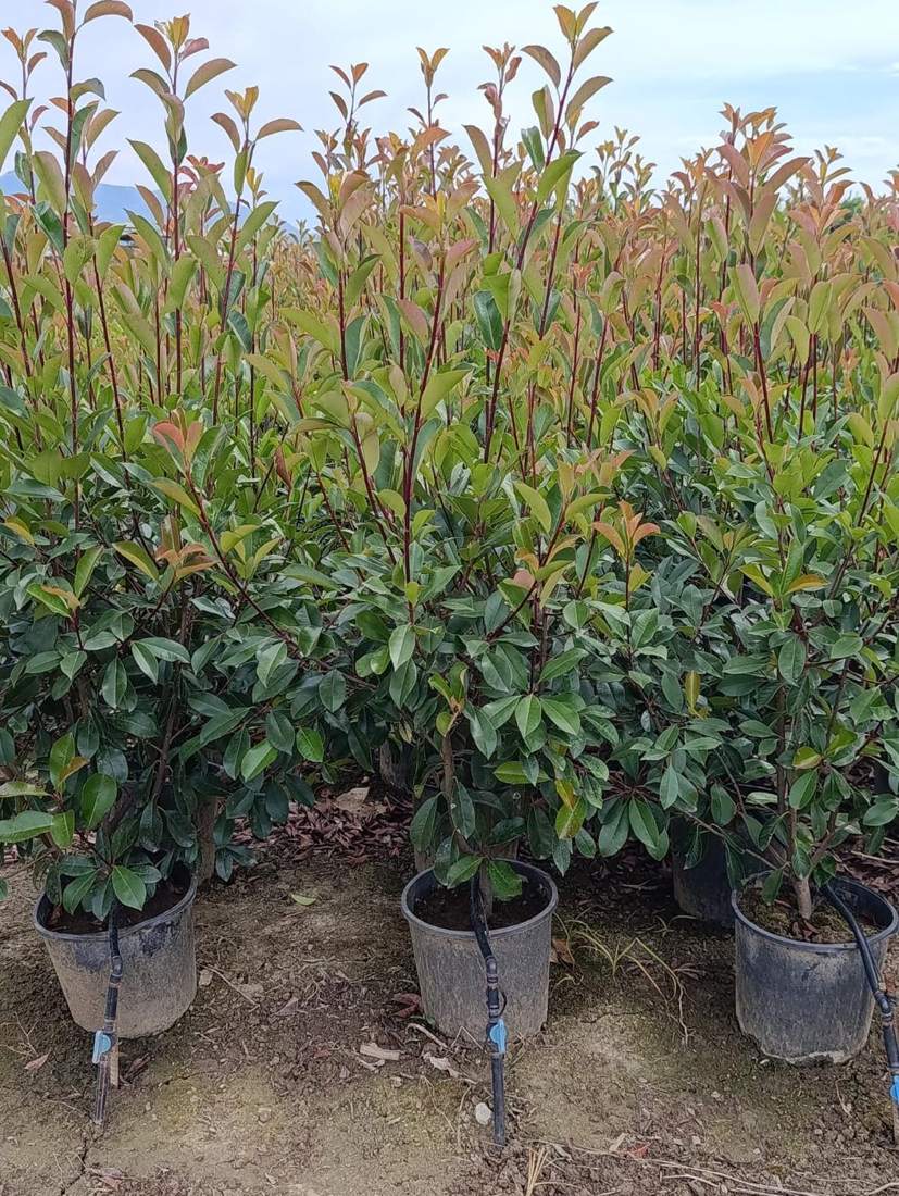 Photinia 'Red Robin' (Photinia × fraseri 'Red Robin', 'Little Red Robin')