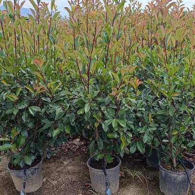 Photinia 'Red Robin' (Photinia × fraseri 'Red Robin', 'Little Red Robin')
