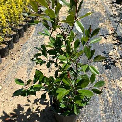 Photinia 'Red Robin' 2