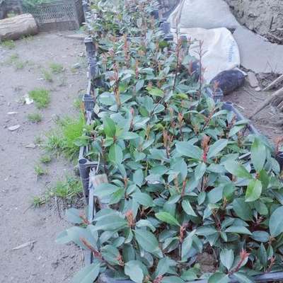 Photinia 'Red Robin' 3