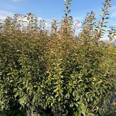 Photinia 'Red Robin' 4