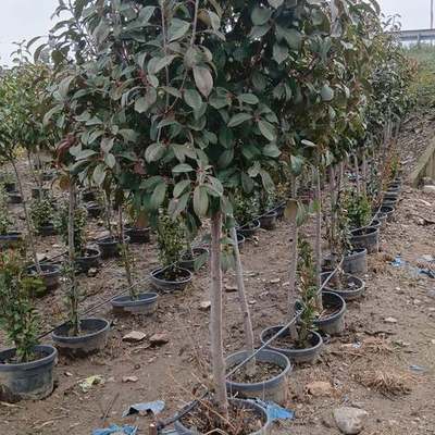 Photinia 'Red Robin' 5
