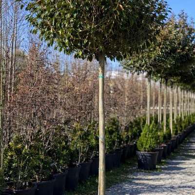 Photinia 'Red Robin' 6
