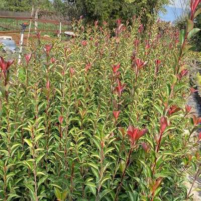 Photinia 'Red Robin' 8
