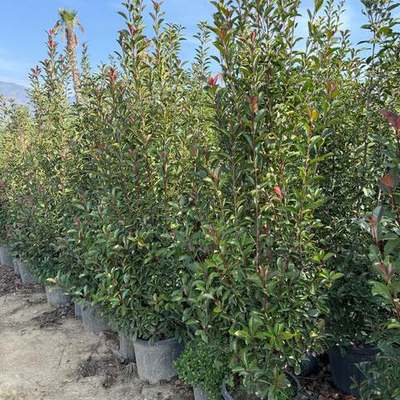 Photinia 'Red Robin' 9