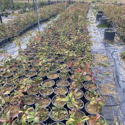 Photinia 'Red Robin' 10