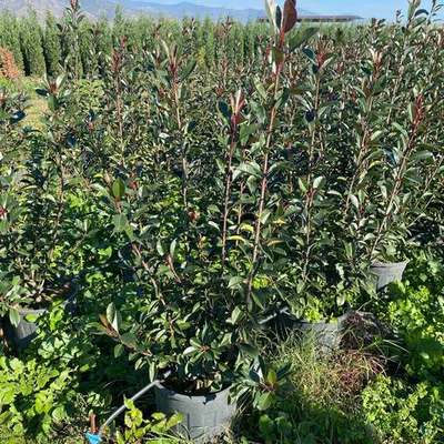 Photinia 'Red Robin' 11