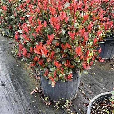 Photinia 'Red Robin' 13