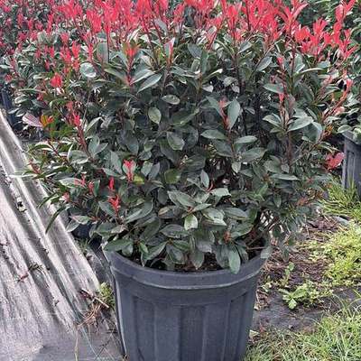 Photinia 'Red Robin' 14