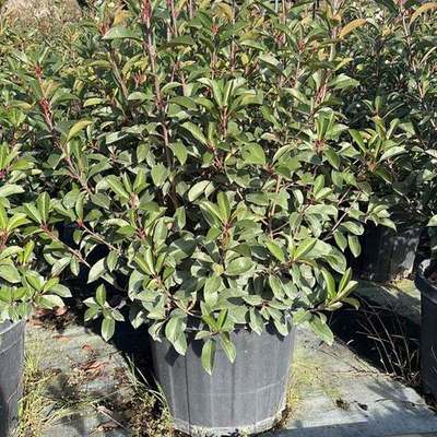 Photinia 'Red Robin' 15