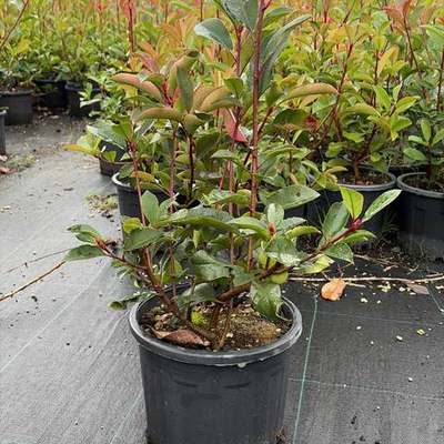 Photinia 'Red Robin' 16