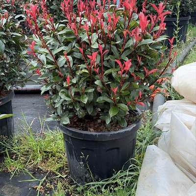 Photinia 'Red Robin' 17