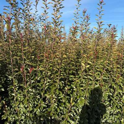 Photinia 'Red Robin' 18