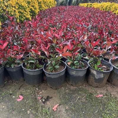 Photinia 'Red Robin' 19