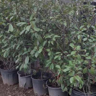 Photinia 'Red Robin' 20