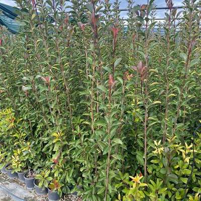 Photinia 'Red Robin' 21