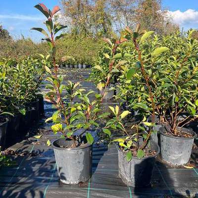 Photinia 'Red Robin' 22