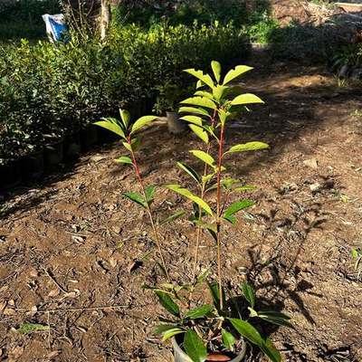 Photinia 'Red Robin' 23