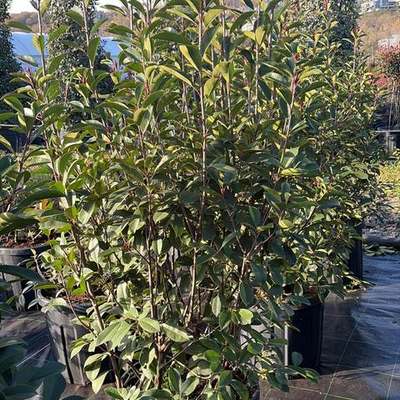 Photinia 'Red Robin' 24
