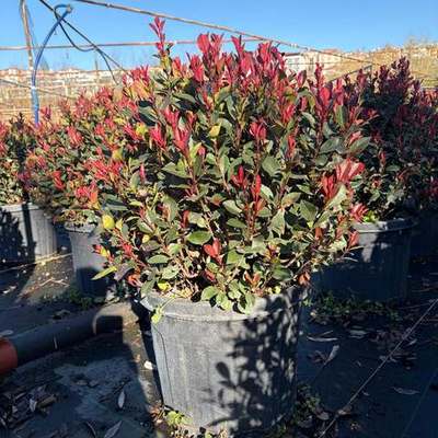 Photinia 'Red Robin' 25