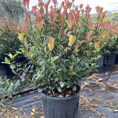 Photinia 'Red Robin' 26