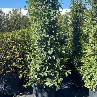 Photinia 'Red Robin' 27