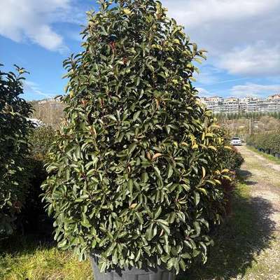 Photinia 'Red Robin' 28