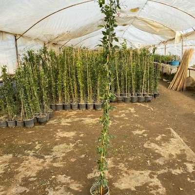 Star Jasmine 3