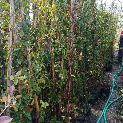 Star Jasmine 5
