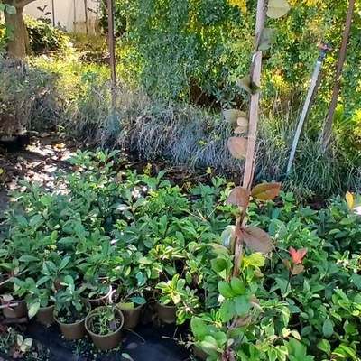 Star Jasmine 7