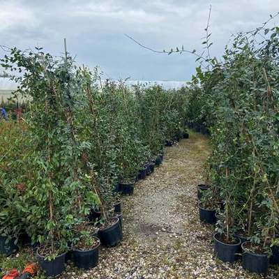 Star Jasmine 9