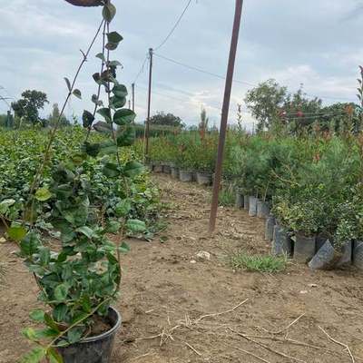 Star Jasmine 10