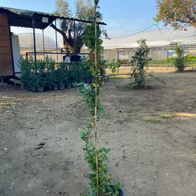 Star Jasmine 11