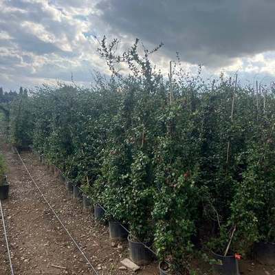 Star Jasmine 12