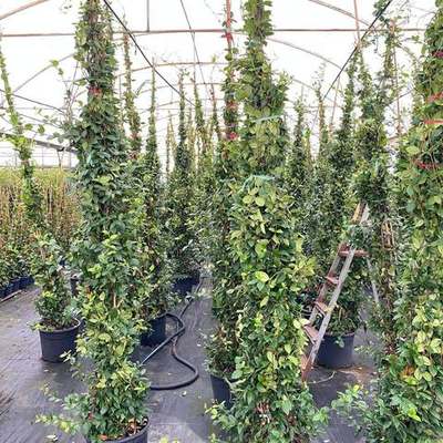 Star Jasmine 13