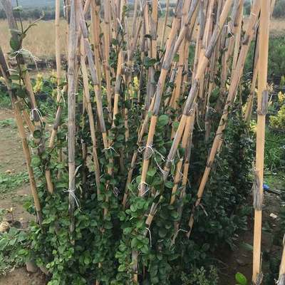 Star Jasmine 14