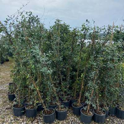 Star Jasmine 15