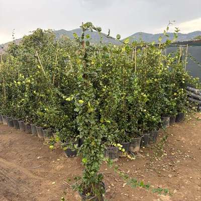 Star Jasmine 16