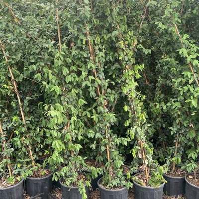 Star Jasmine 17