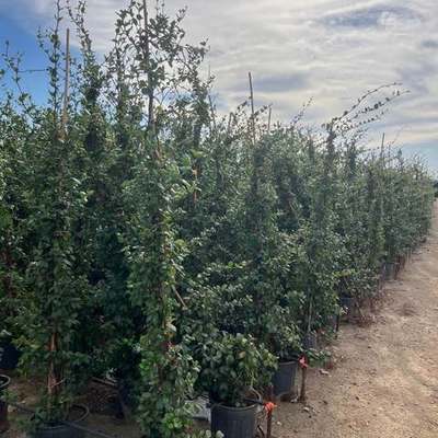 Star Jasmine 18