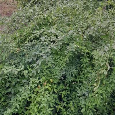 Star Jasmine 19