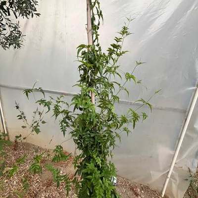Star Jasmine 23