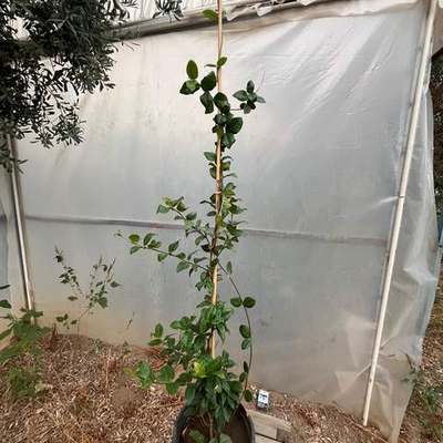 Star Jasmine 24