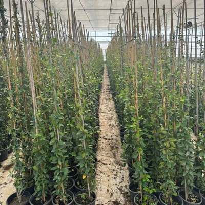 Star Jasmine 25